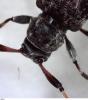 Leiopus sp.